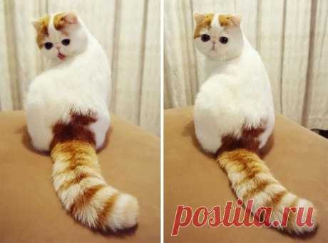 Ко Дню Кошек! Самые красивые и популярные кошки в мире, чьи фотографии облетели весь интернет