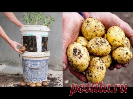 Как вырастить картофель в старых пластиковых ведрах с краской для начинающих