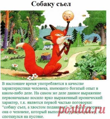 Узнаем смысл поговорок и начинаем применять их осознанно​ — Полезные советы