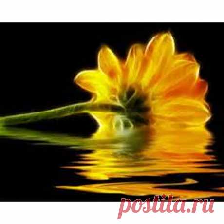 Mirror flower Wallpaper Reflection - AOL Image Search Results