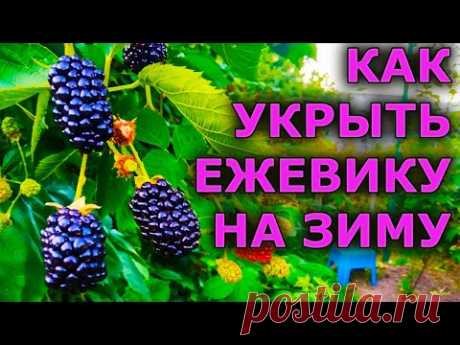 КАК УКРЫТЬ ЕЖЕВИКУ НА ЗИМУ. УКРЫТИЕ ЕЖЕВИКИ В ЗИМУ. ОСЕННЕЕ УКРЫТИЕ ЕЖЕВИКИ НА ЗИМУ.