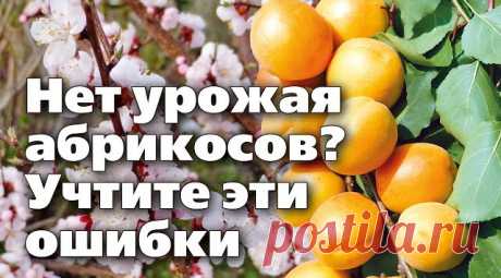 Почему абрикос не цветет или не плодоносит: причины и что делать