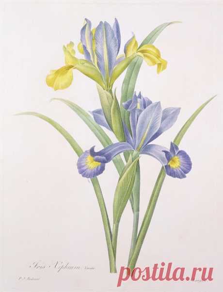 Iris Xiphium by Pierre Joseph Redoute Iris Xiphium Drawing by Pierre Joseph Redoute