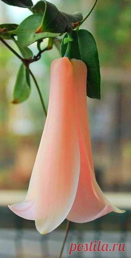 Pink Chilean bell flower.