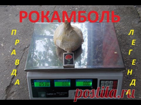 Видео для желающих приобрести чеснок Рокамболь (правда и легенды) !!!