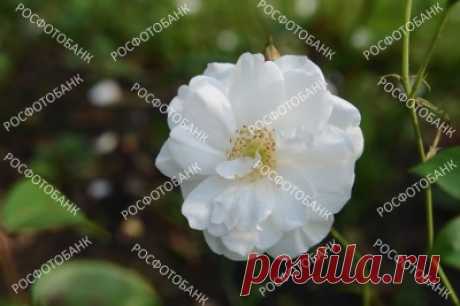 Белая роза крупным планом Белая роза красиво цветет в саду в парке летом. Белый цветок крупным планом на зелёном фоне.