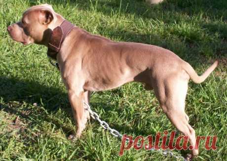 pitbull terrier for sale - Поиск в Google