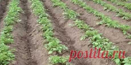 Секреты выращивания картофеля! | дела огородные | Яндекс Дзен