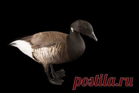 A West Indian Whistling Duck Dendrocygna Arborea At Sylvan Heights Bird Park Stock Photo | Getty Images