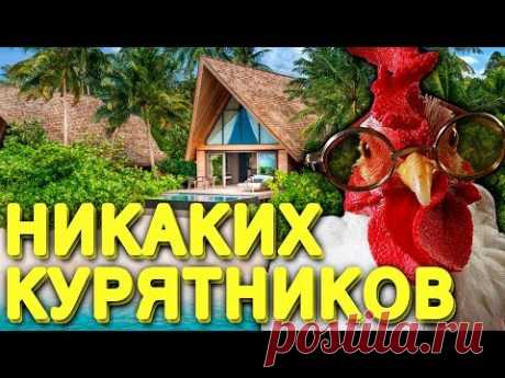 НИКАКИХ КУРЯТНИКОВ! ЛЕТНИЙ СПОСОБ СОДЕРЖАНИЯ КУР!