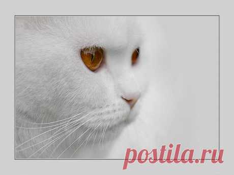 Обои Белый кот с оранжевыми глазами на рабочий стол, страница