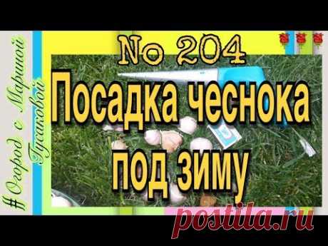 204). Чеснок сажаем.  Интересный способ посадки. (20.10.17)