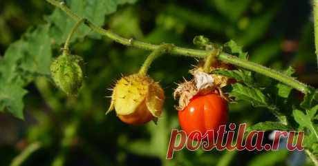 Колючий томат личи – растим в средней полосе Вы когда-нибудь видели растение, одновременно напоминающее розу, картошку и экзотический фрукт? Удивитесь, но такое чудо может расти и на вашей даче.