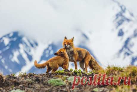 Gallery.ru / Фото #17 - Лучшие фотографии конкурса National Geographic - Vladikana