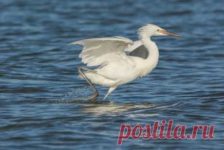 Speedo A juvenile White Morph Reddish Egret races across the water in hot pursuit of its next meal.