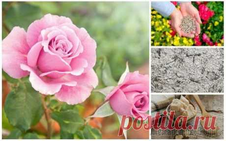 Чем подкормить розы весной и летом для пышного цветения — Домашние