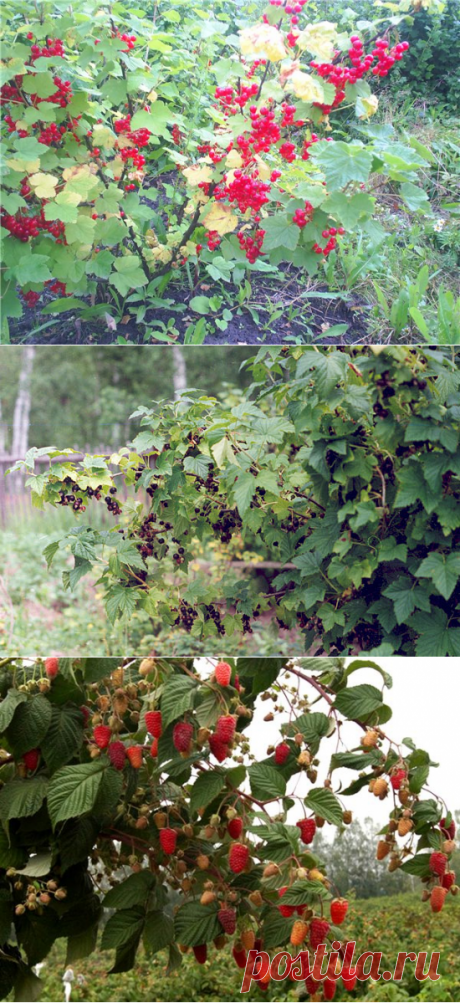 Хитрости весенней обрезки плодово-ягодных кустарников — 6 соток