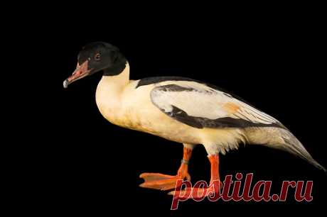 A Red Billed Duck Anas Erythrorhyncha At The Sylvan Heights Bird Park Stock Photo | Getty Images