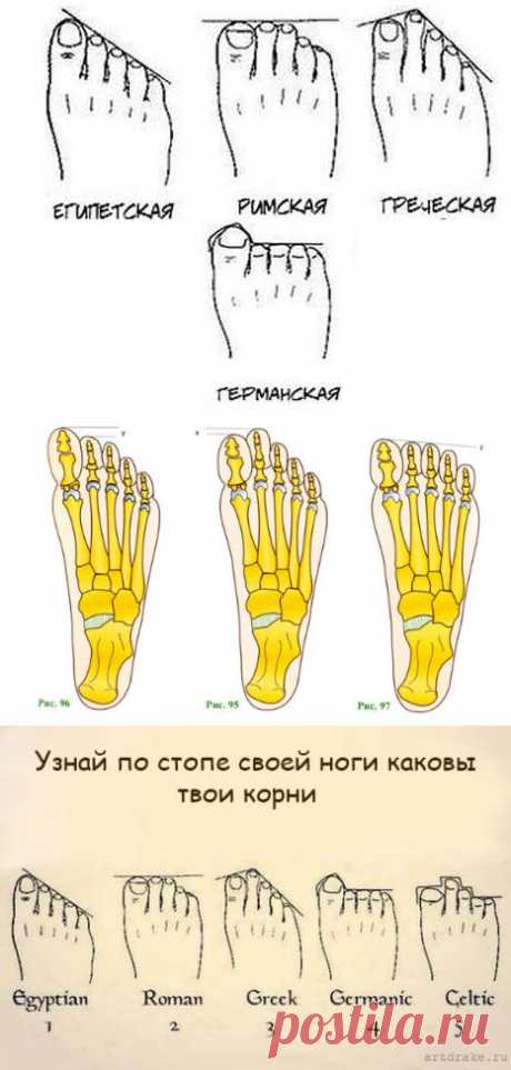 Определяем предков и характер по форме стопы.