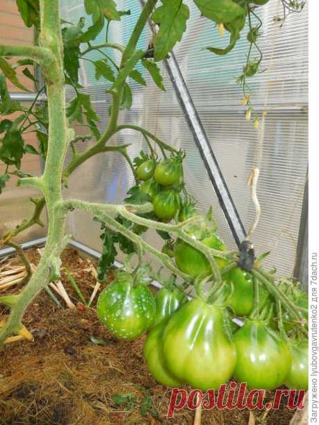 Подвязка томатов по Маслову: раскрываю секретную технологию