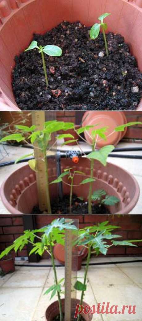Выращивание папайи из семян