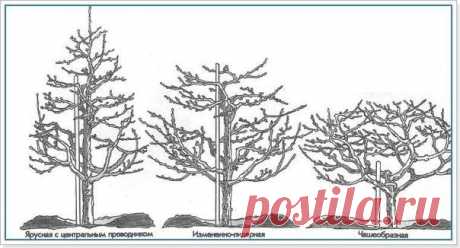 Обрезка плодовых деревьев |