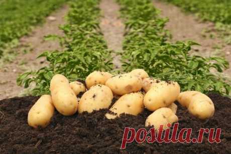 Ошибки при посадке картофеля, из-за которых урожай картошки будет никаким, или как правильно сажать картофель | Дачники Огородники | Яндекс Дзен