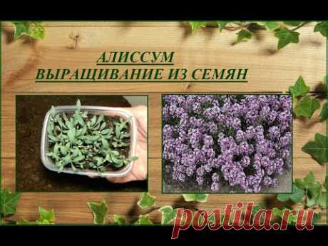 Алиссум (лобулярия) - посев, выращивание, уход