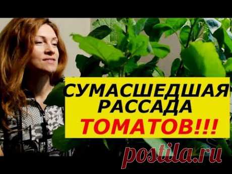 СУМАСШЕДШИЙ РОСТ РАССАДЫ ТОМАТОВ, КРЕПКИЕ РАСТЕНИЯ, ОГРОМНЫЙ УРОЖАЙ ! СУПЕР  СПОСОБ