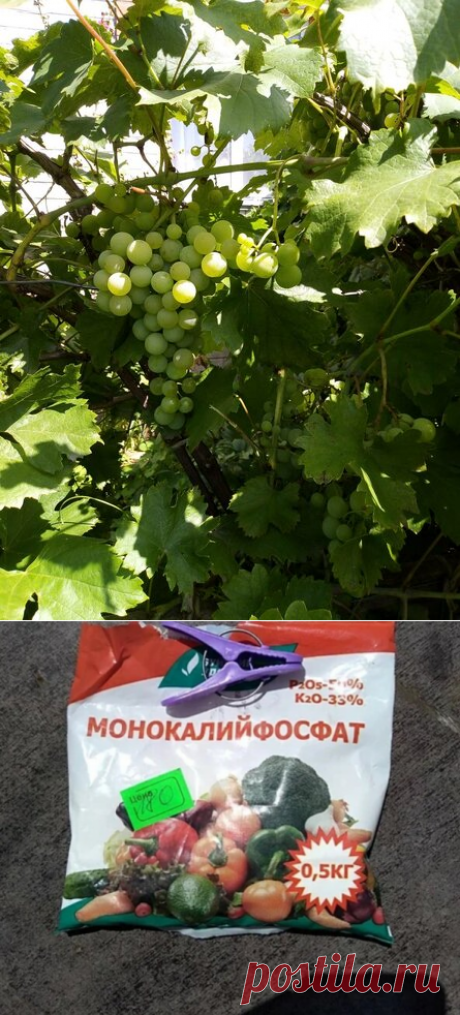 Удобряем виноград в августе правильно, для ускоренного созревания и увеличения сахара! | Любимая Дача | Яндекс Дзен
