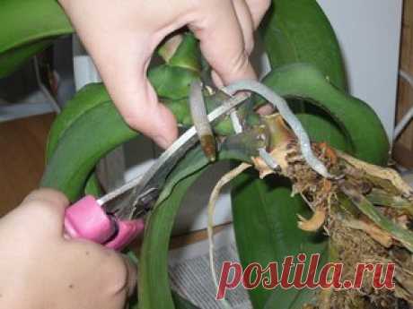 Как размножать орхидею