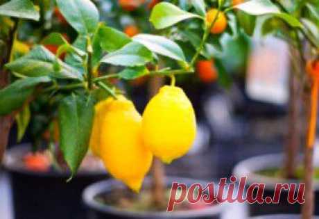 (+1) - Как привить лимон, чтобы максимально ускорить его плодоношение | 6 соток