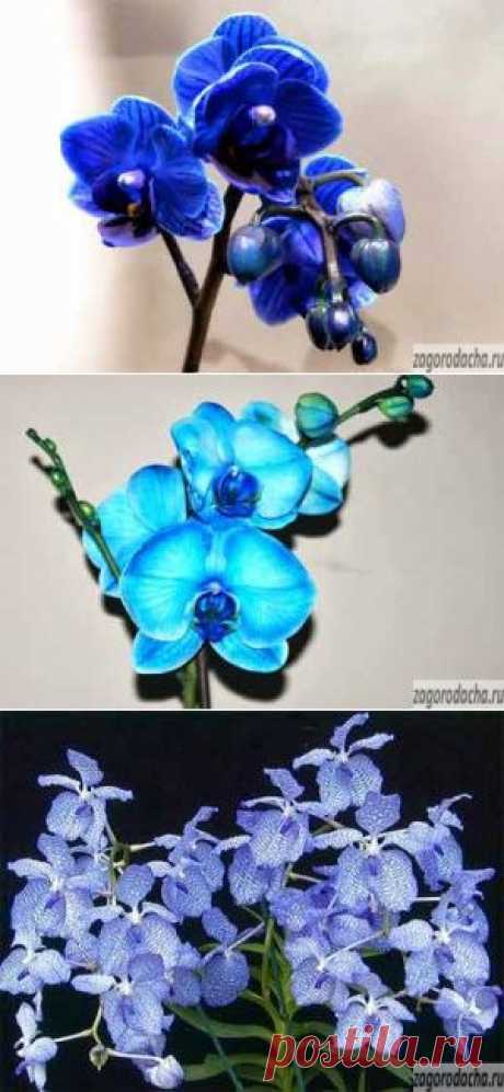 Синяя орхидея | Синий фаленопсис