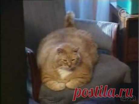 ▶ Worlds fattest cat - YouTube