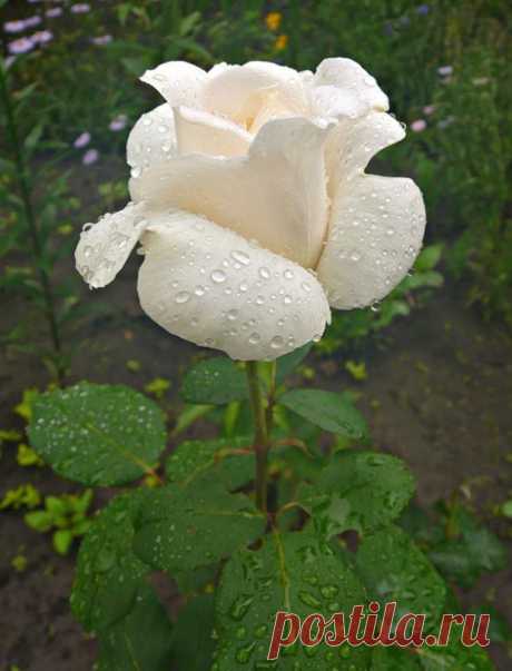 свадебная роза