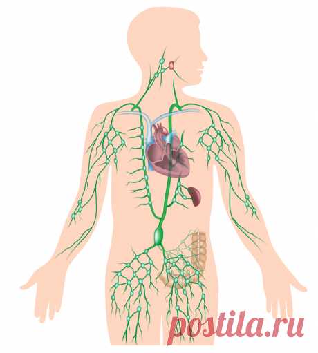 Лимфатическая система человека: строение и функции