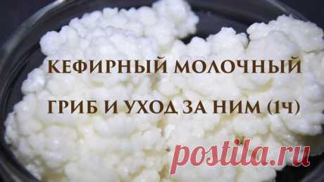 уход за комнатным молочным грибком: 3 тыс. видео найдено в Яндекс.Видео