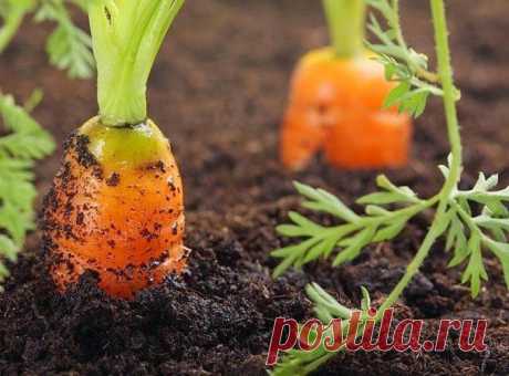 Интересные самоделки: Эффективный способ посева моркови