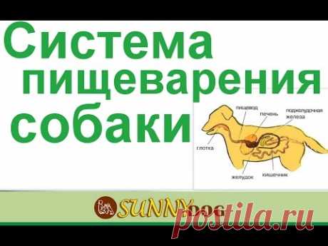 Как у собаки происходит пищеварение  Система пищеварения собаки