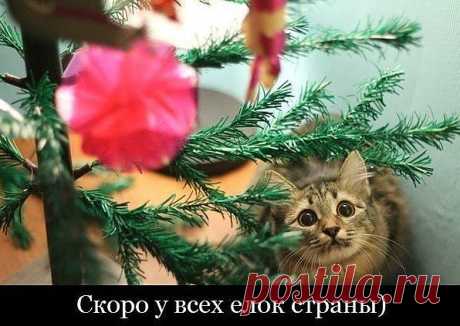 Скоро....у всех ёлок страны))