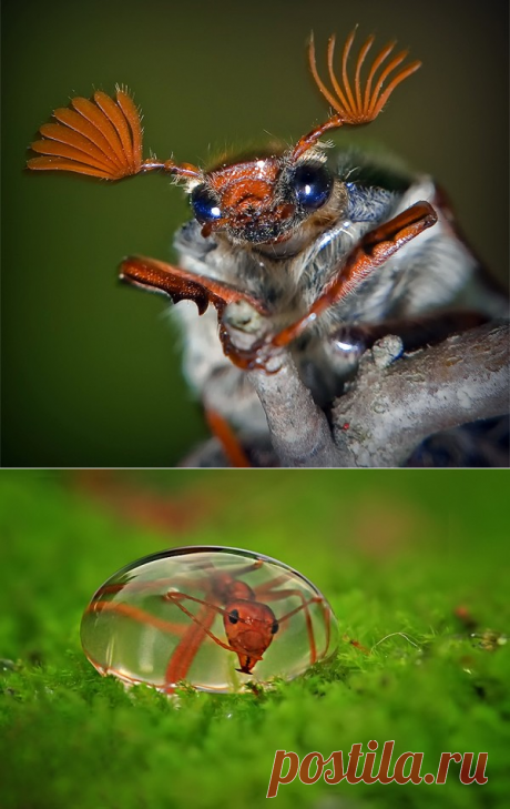 Изящные макрофотографии забавных насекомых