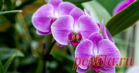 Orchideen zum Blühen bringen: So gelingt’s garantiert Ihre Orchideen blühen nicht mehr? Mit diesen Tipps können Sie die exotischen Schönheiten zu neuen Blüten anregen.