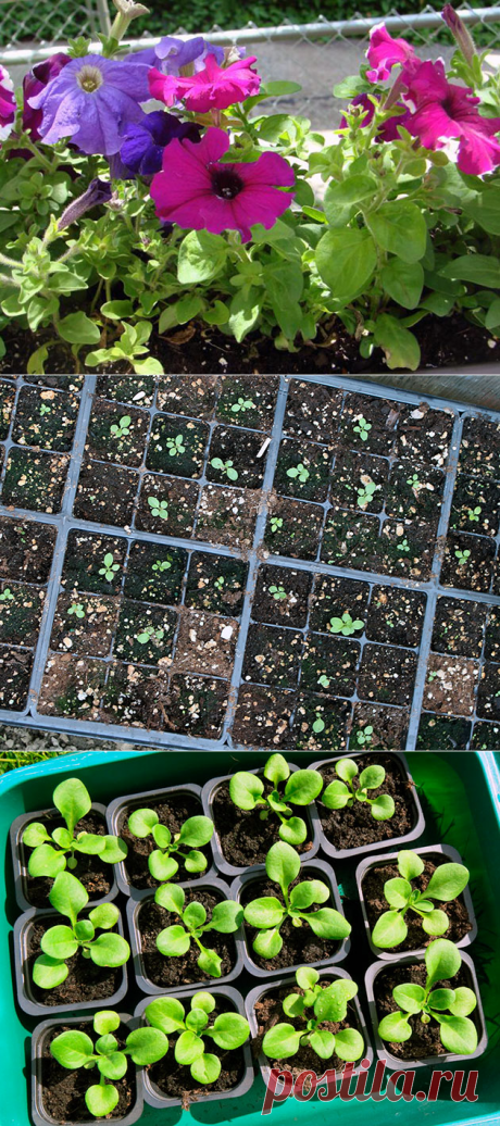 Рассада петунии в домашних условиях – как вырастить рассаду петунии, когда сеять петунию на рассаду в 2017