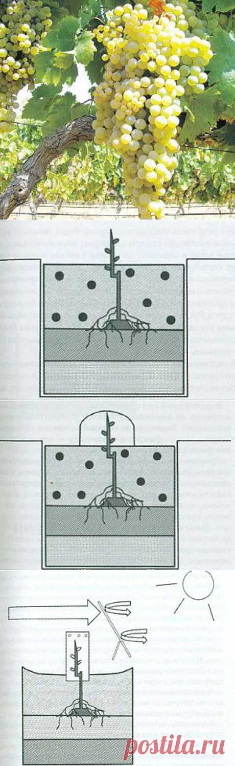 Посадка саженцев винограда | Дача - впрок