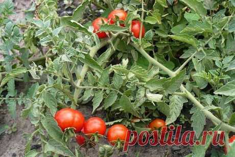 Чем обработать помидоры от фитофторы народными средствами? | Полезные советы