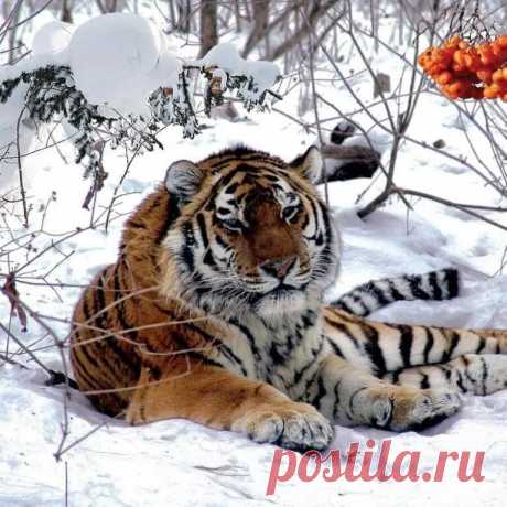 Шикарный Уссурийский тигр