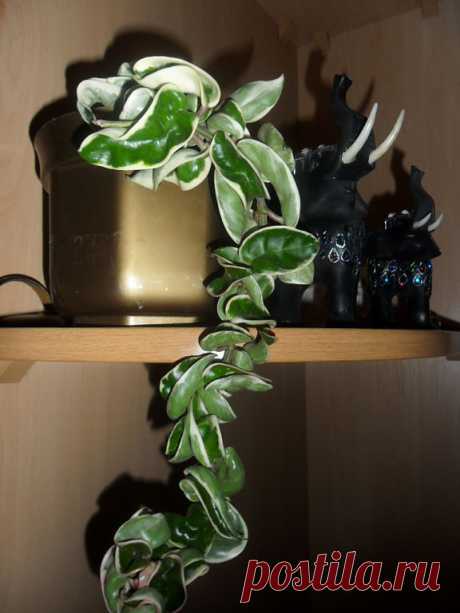 Hoya Compacta variegata