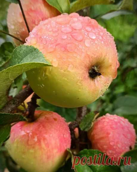 "Угодить внукам и детям легко, просто посадите сладкие яблоки в саду" - 8 самых сладких сортов яблонь | Садовый рай 🌱 | Яндекс Дзен