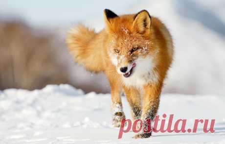 Обои зима, язык, снег, лиса, рыжая, лисица картинки на рабочий стол, раздел животные - скачать