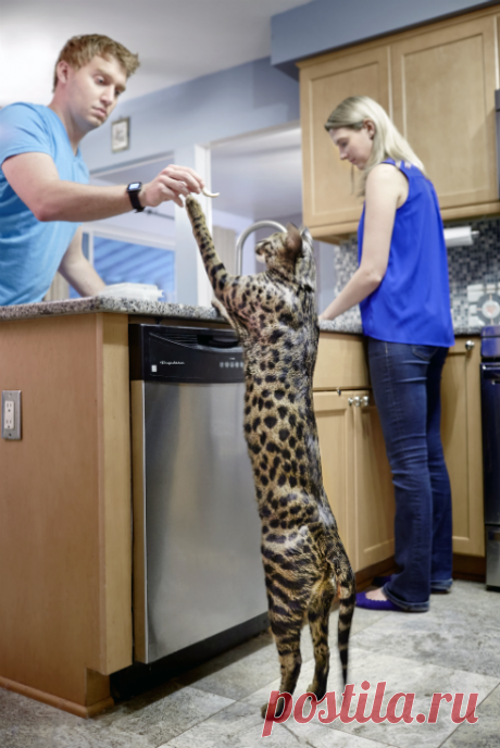 Самый длинный Хвост у Кошки (кота) Книга рекордов Гиннесса | СМУФ интернет журнал